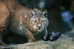 Steiner Wildlife 8x42 -PLAST Boote Geschaft Wildlife 1